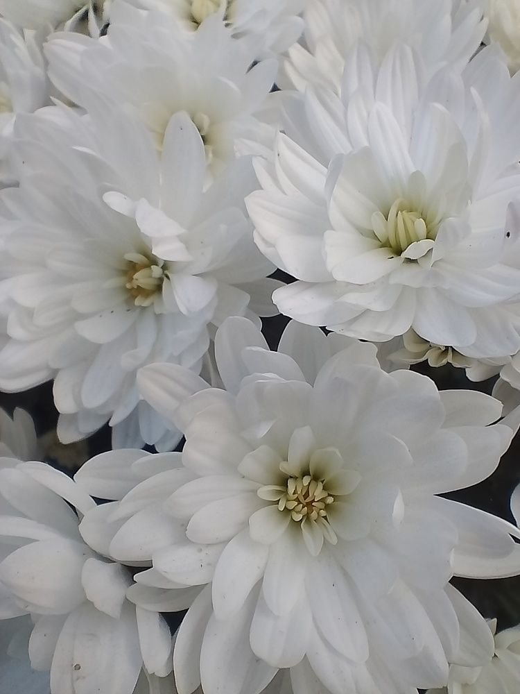 Photograph by Елена Мясникова