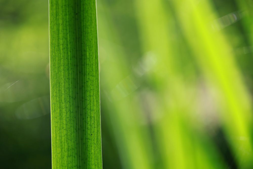 Photograph by Ольга Метлицкая