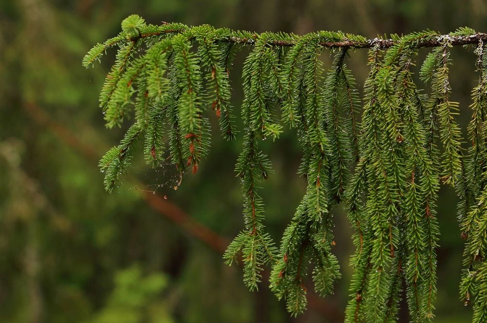 Photograph by Николай Раппу