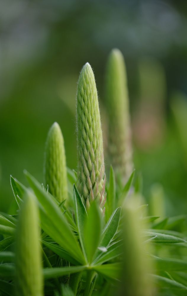 Фотография автора Александр Высоцкий