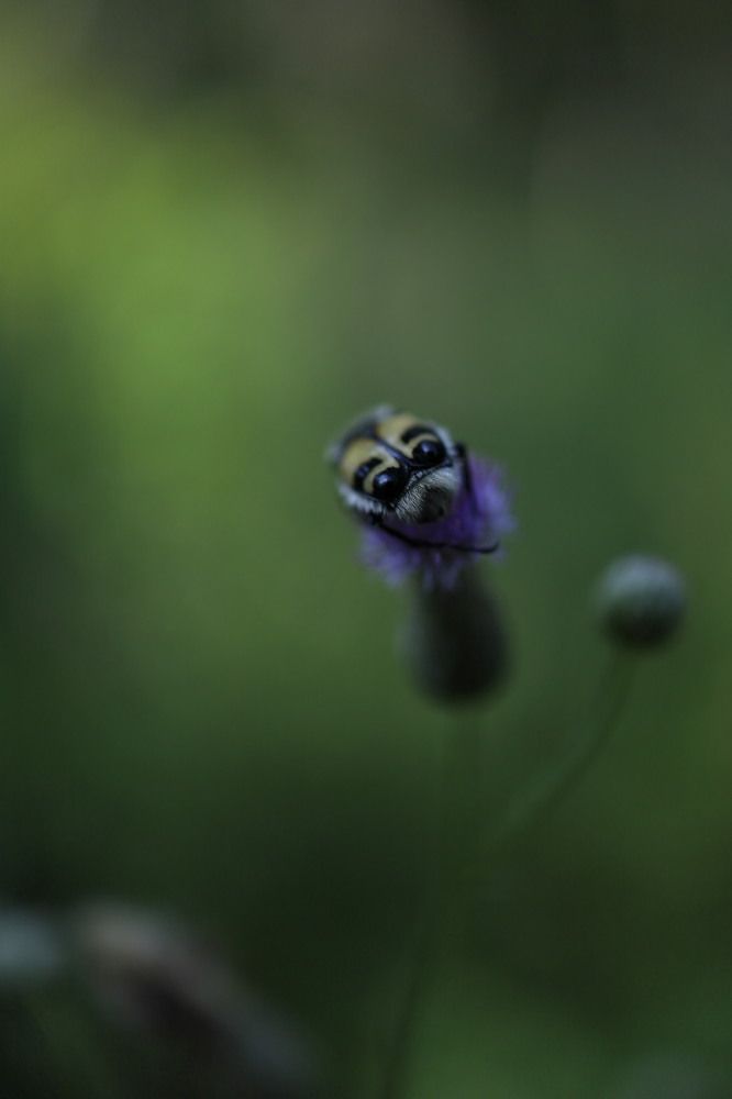 Photograph by Майя Гришина