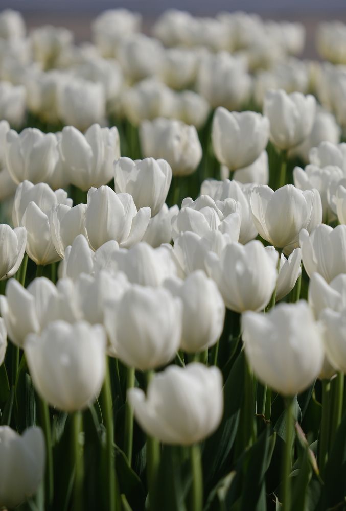 Фотография автора Александр Высоцкий