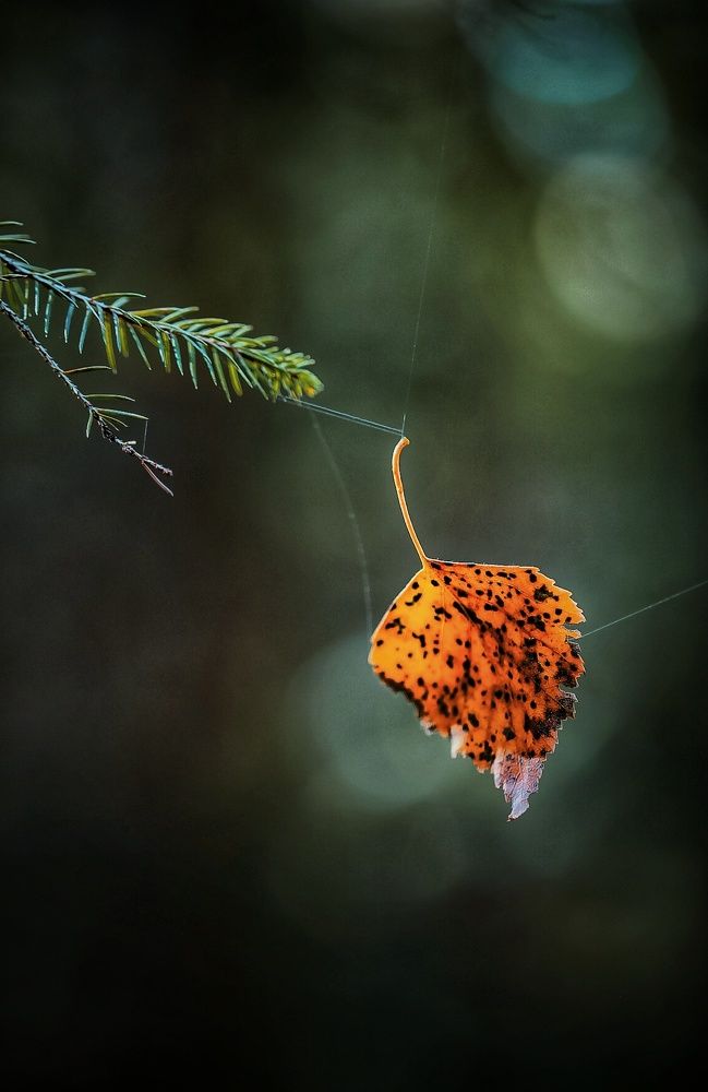 Photograph by Leanid Kulpo