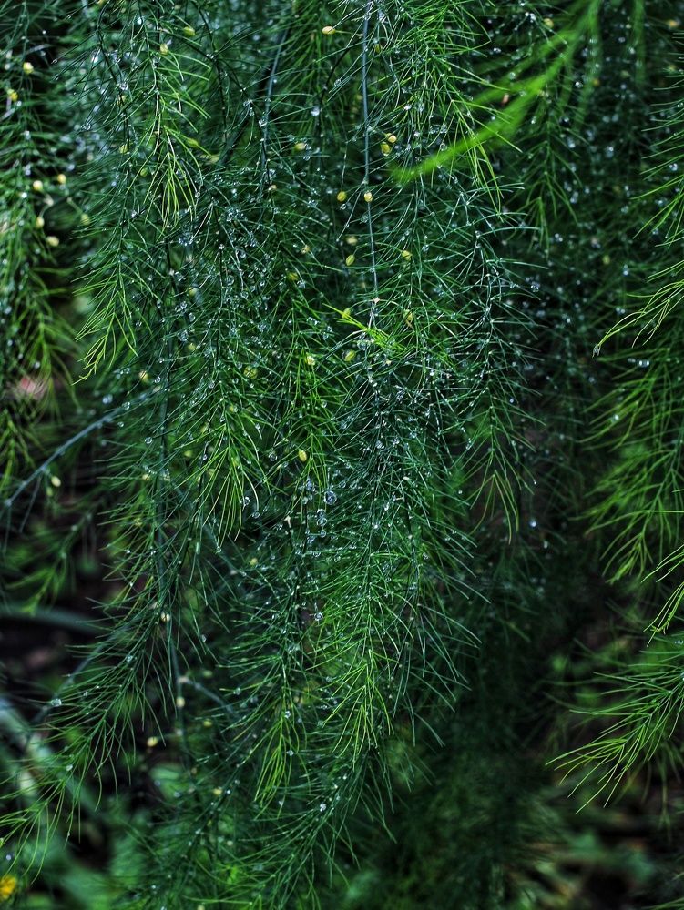 Photograph by Любовь Колмакова