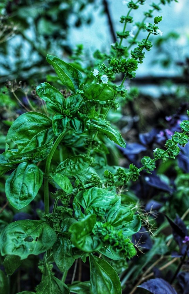 Photograph by Любовь Колмакова