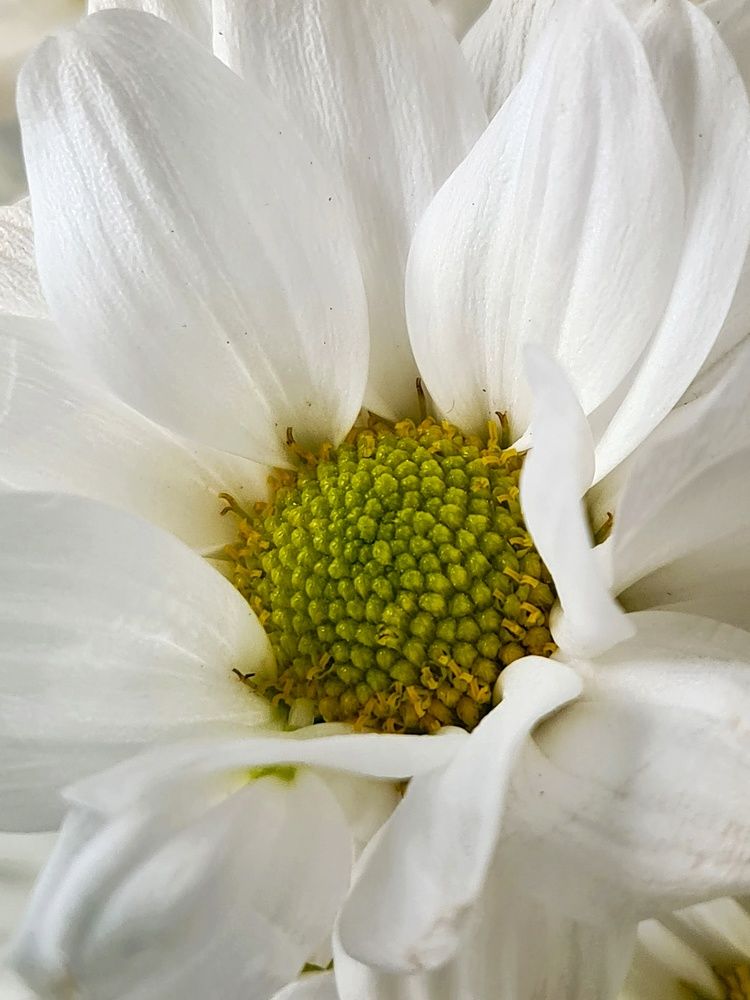 Photograph by Людмила Григорьева