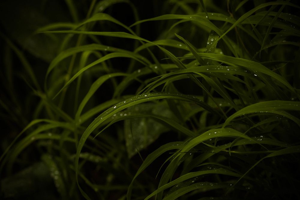 Photograph by Майя Гришина