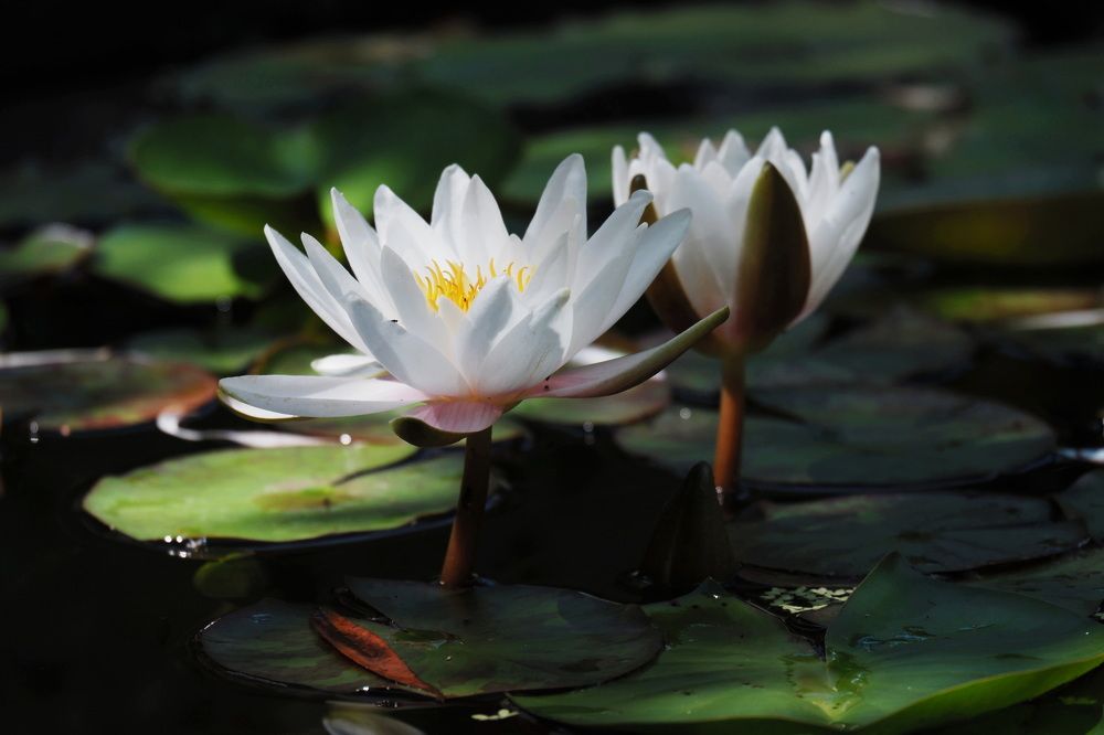 Фотография автора Юрий Кольцов