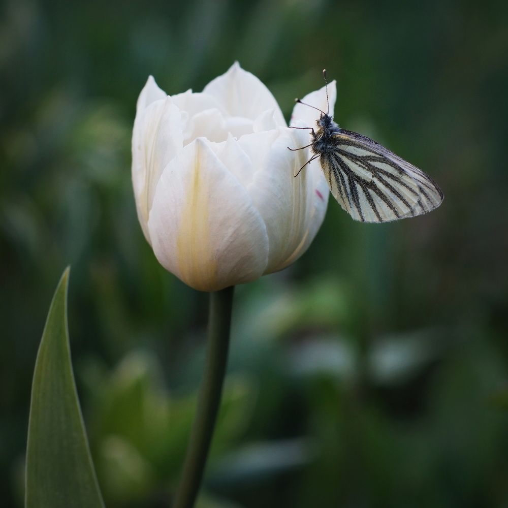 Фотография автора Юрий Кольцов