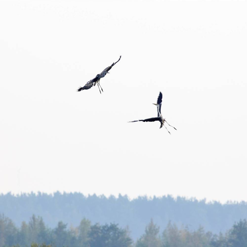 Случайная встреча. (A chance encounter.)
