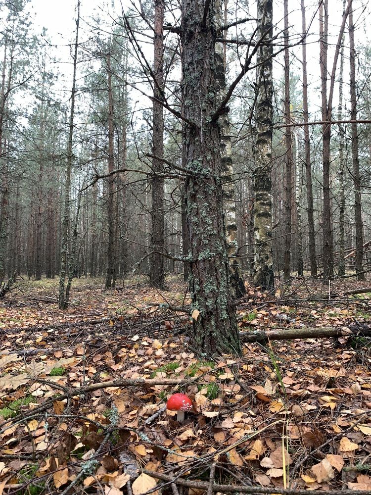 Фотография автора Ирина Шпаковская