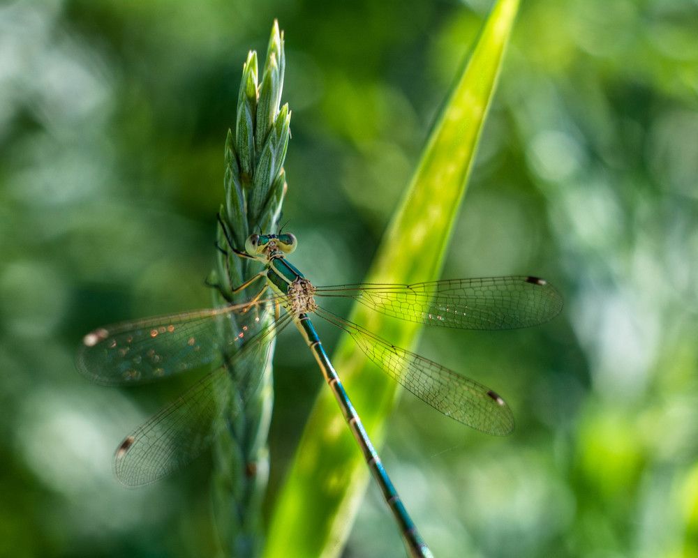 Photograph by Людмила Прибылова