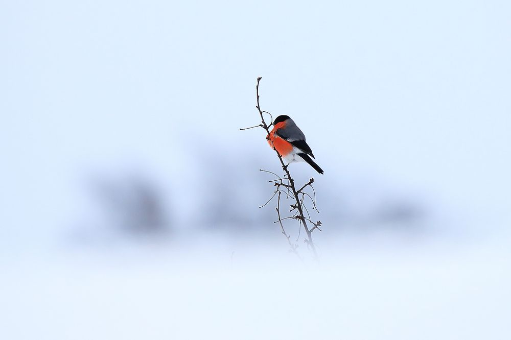 Зимовый огонёк