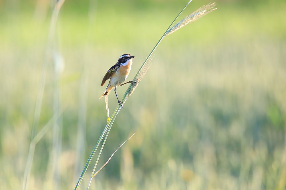 Одинокий путешественник
