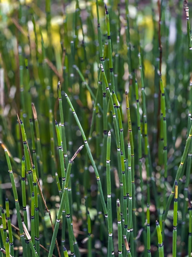 Фотография автора Елена Меньшикова
