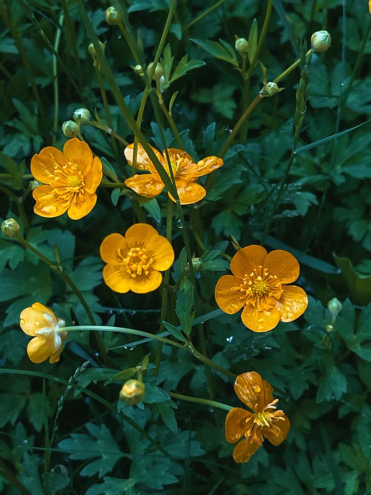 Фотография автора Елена Меньшикова