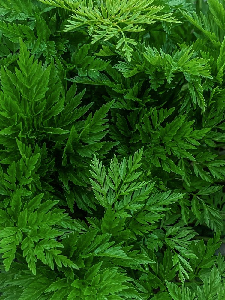 Фотография автора Елена Меньшикова