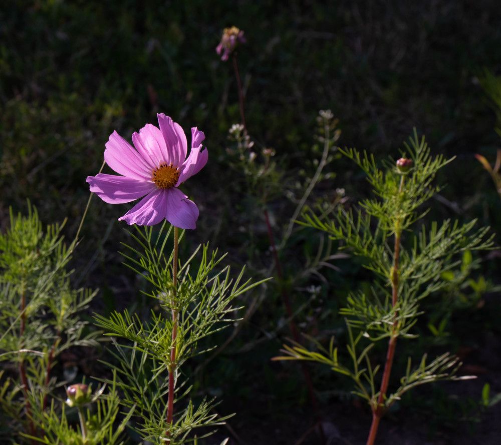 Photograph by Инна Воробьева