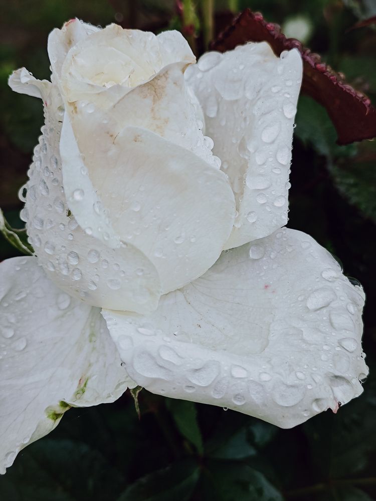 Photograph by Светлана Фоменко