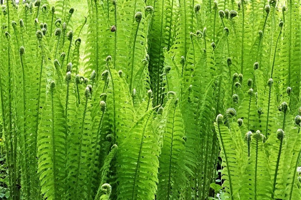 Photograph by jelena konickaja