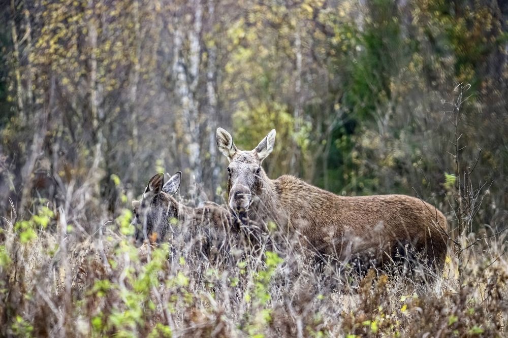 Лосиха с лосёнком