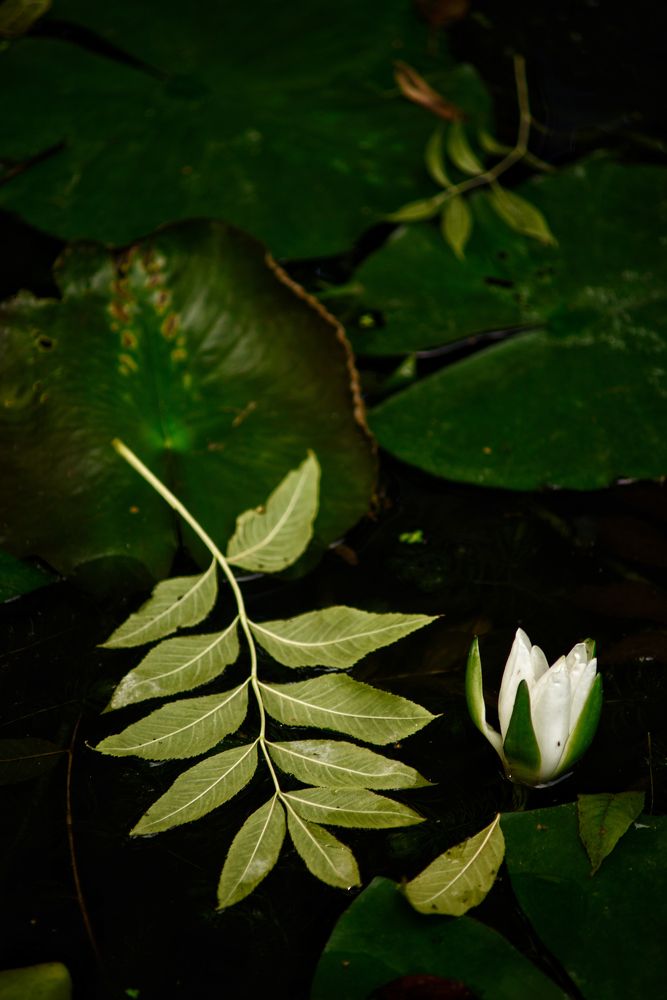 Photograph by Владимир Леликов-Кузьменко