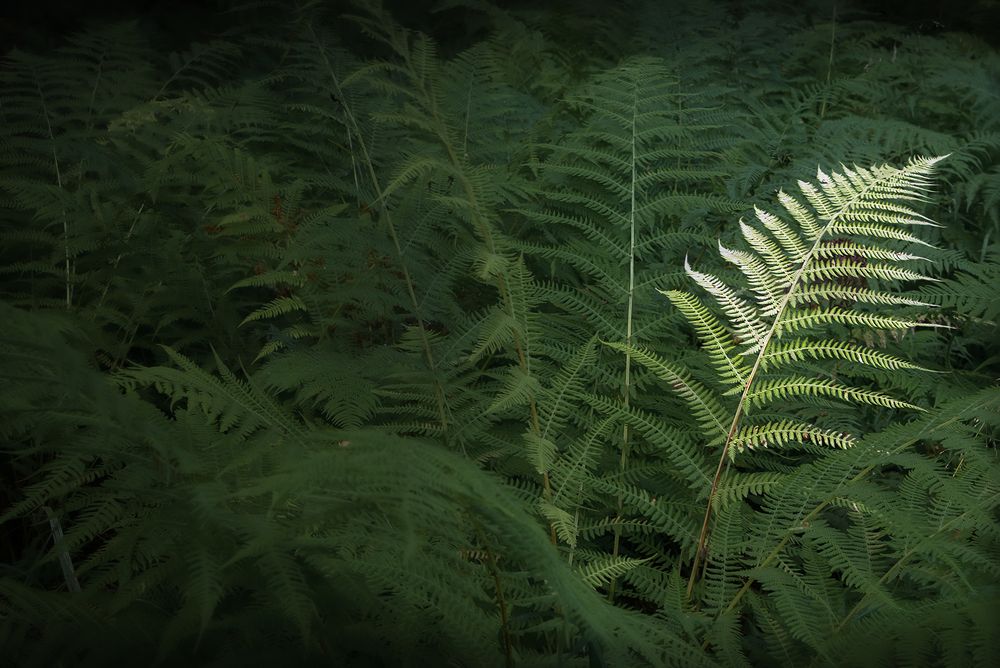 Photograph by Елена Амозова