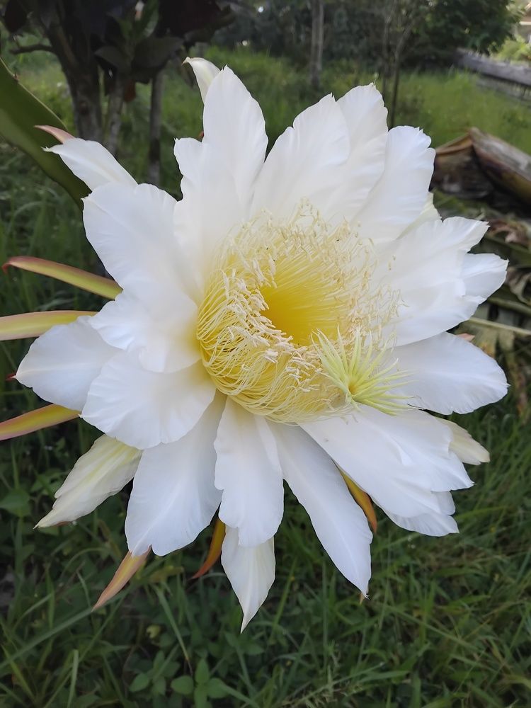 Big White Blooms