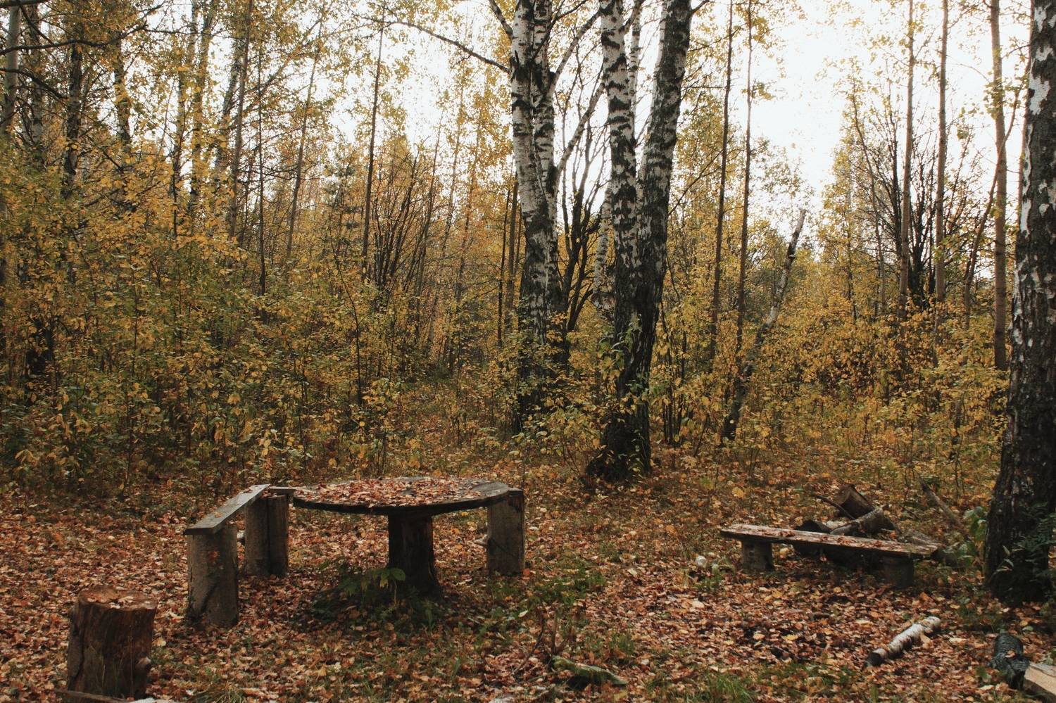 Photo #11382585