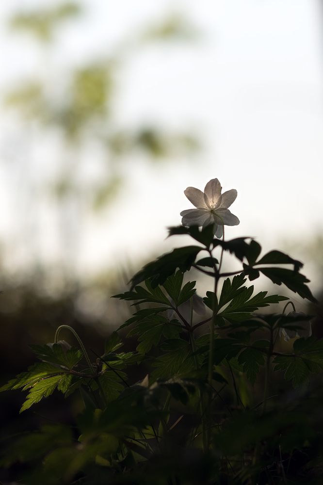 Photograph by Елена Амозова