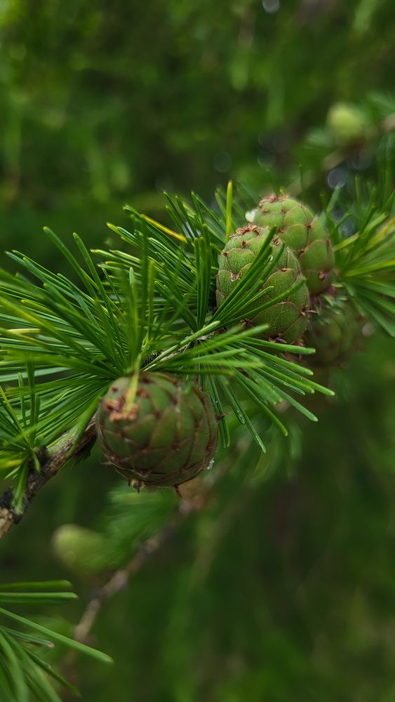 Фотография автора Татьяна Прашкевич