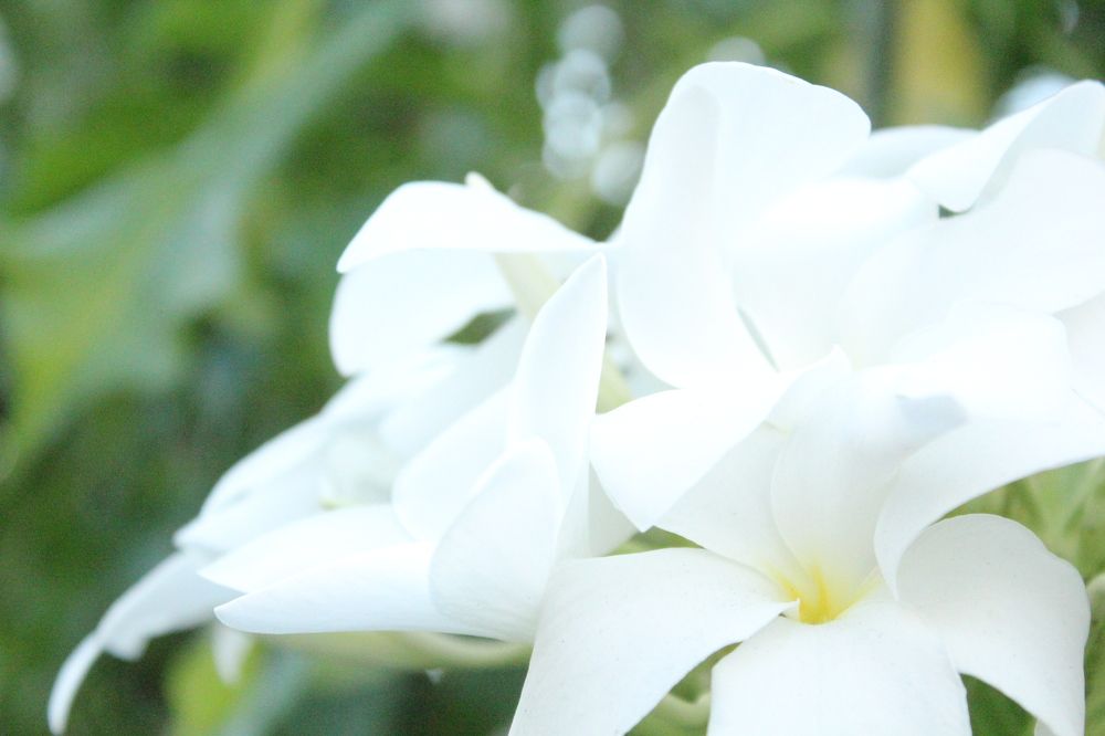 Photograph by CRINALDO REIS