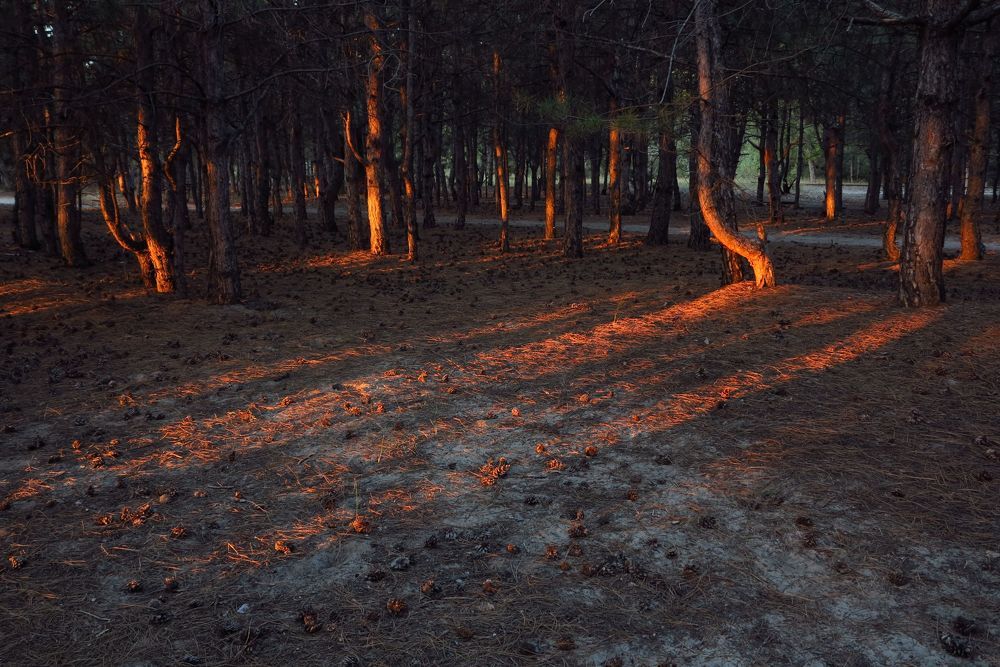 Вечер в лесу