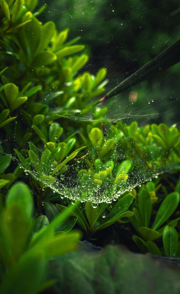 Photograph by Farshad Yazdankhah