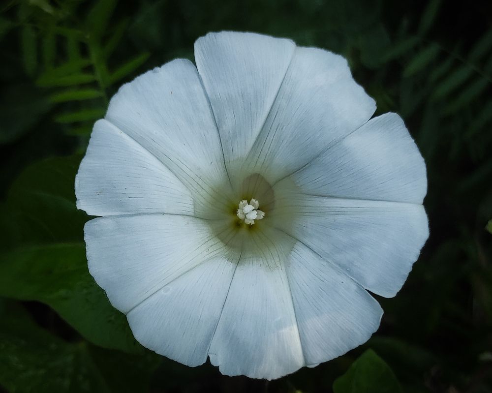 Photograph by Елена Попова