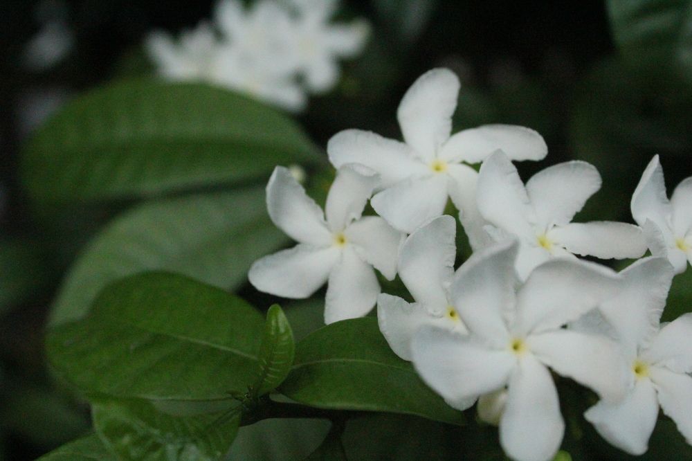 Photograph by CRINALDO REIS