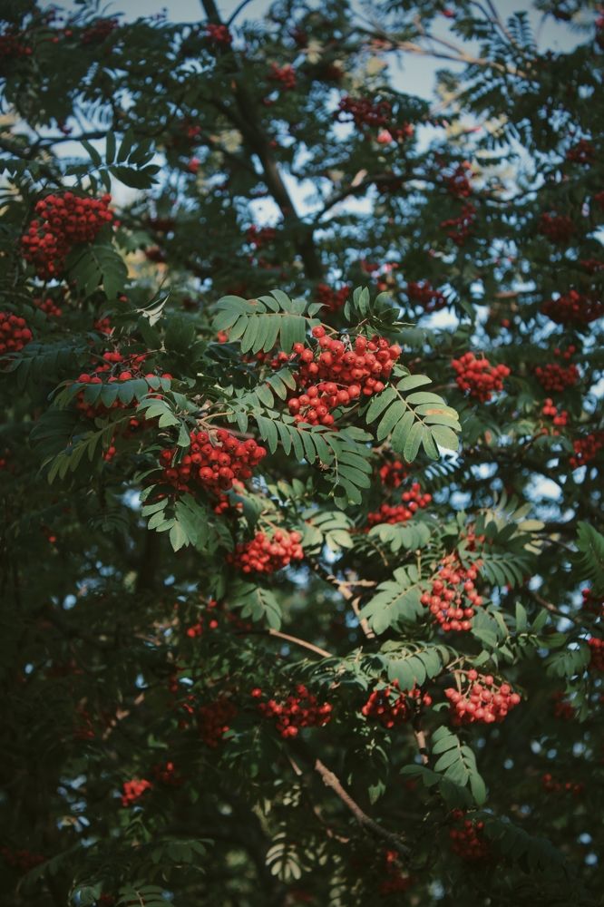 Photograph by Карина Терентьева