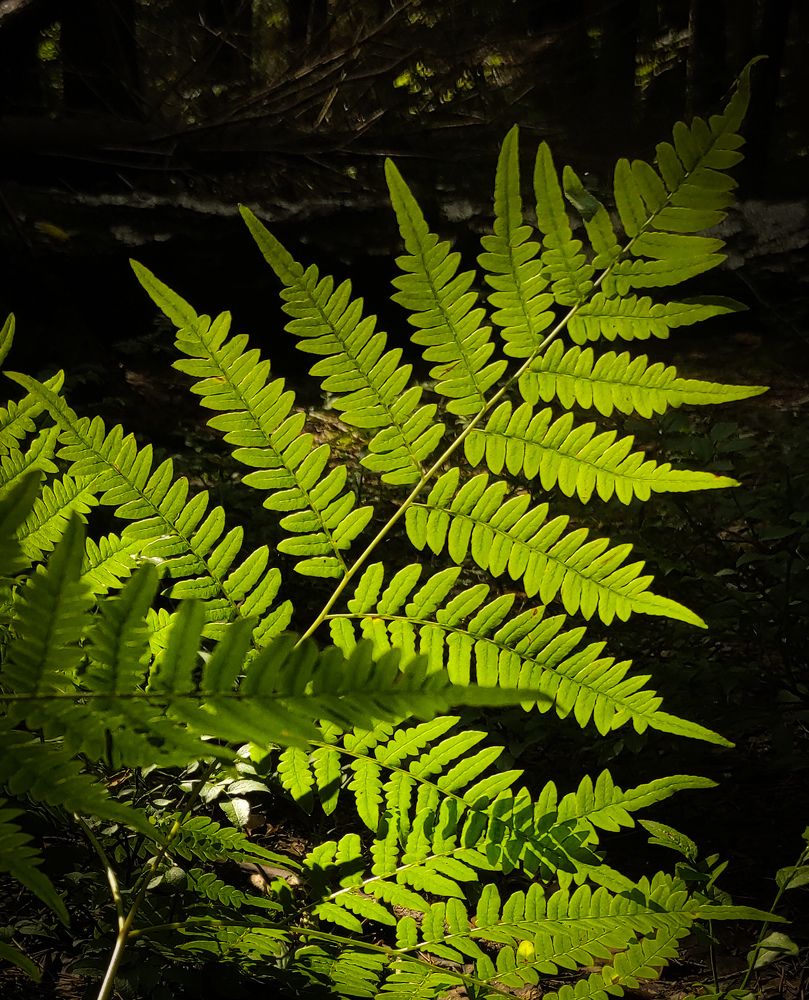 Photograph by Елена Попова