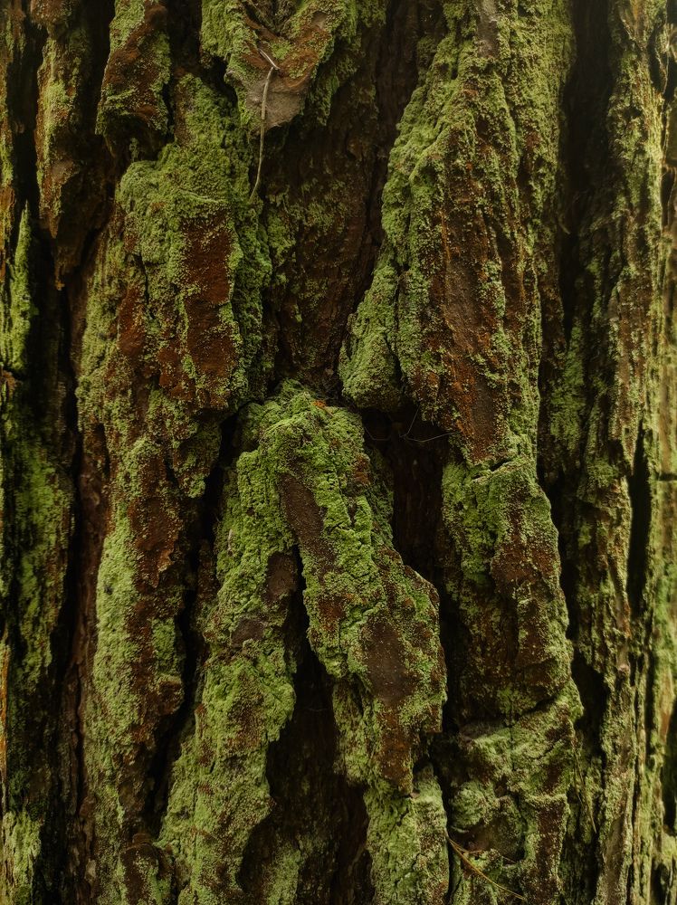 Photograph by Елена Попова