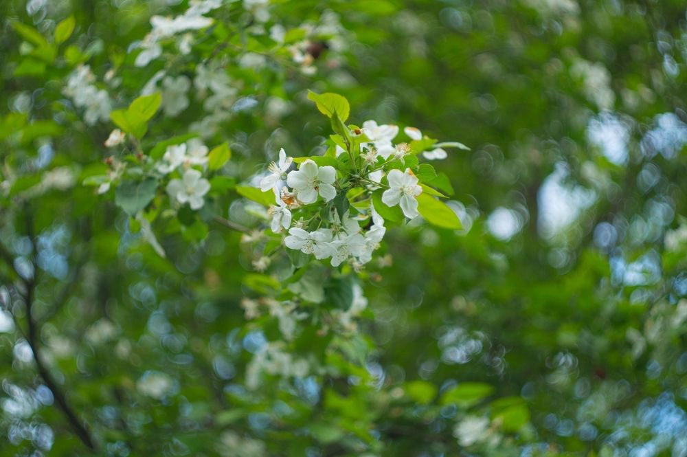 Фотография автора Николай Алмаев