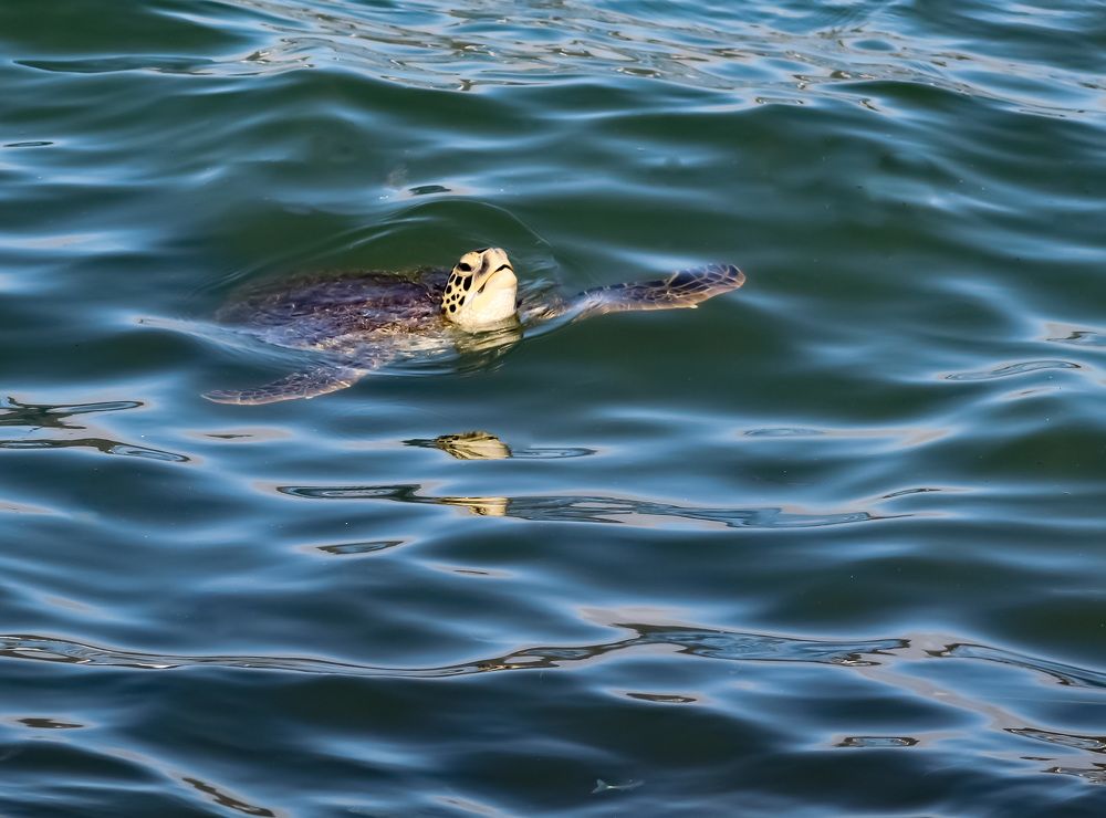 Фотография автора Márcia Cristina Machado