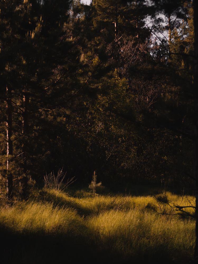 Photograph by Виктория Дворецкая