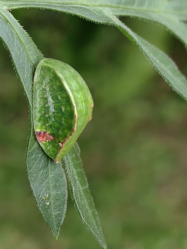 Photograph by Virginia Azocar