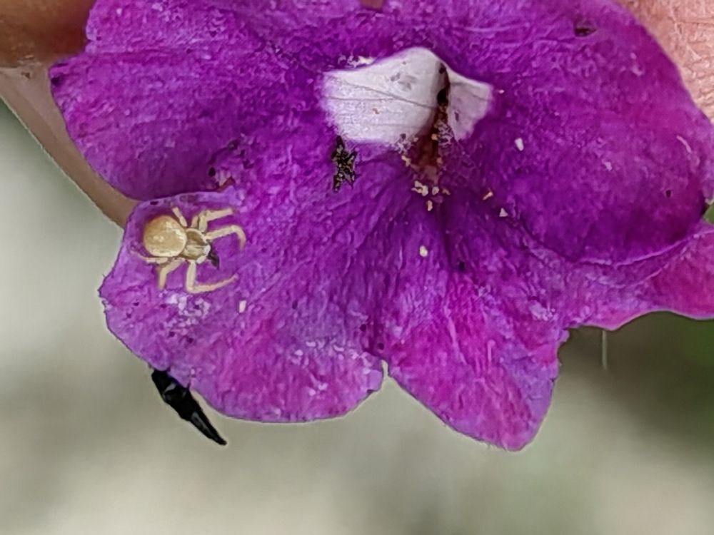 Photograph by Virginia Azocar