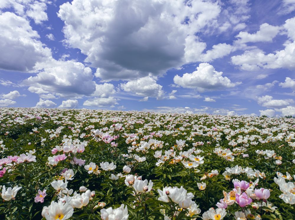 Photograph by Chen Chen