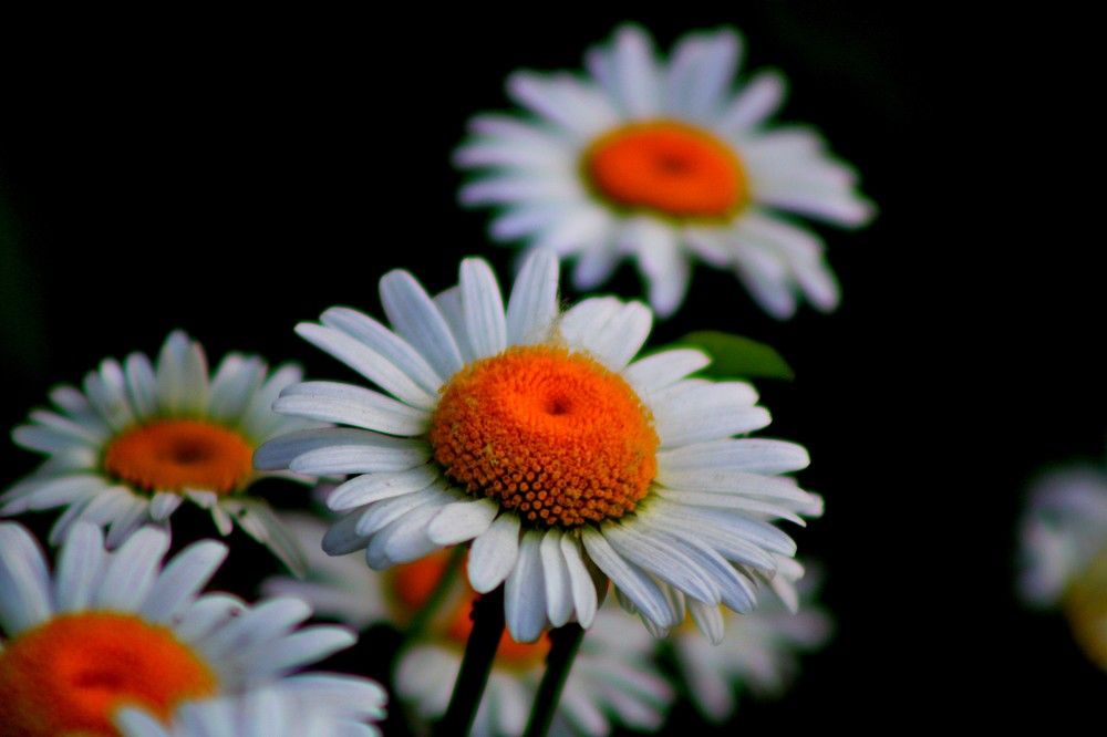 Фотография автора фотокружок "Мир в объективе" ГПОУ "ПСТ"