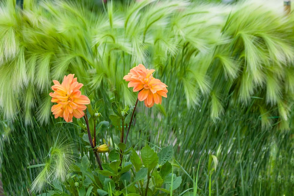 Photograph by Koledova Irina