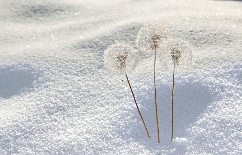 Photograph by Koledova Irina