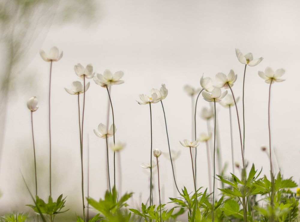 Photograph by Koledova Irina