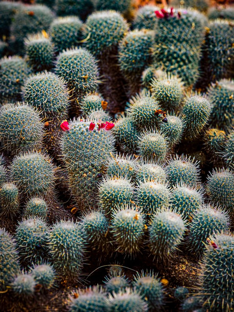 Photograph by Chic.chiquitita